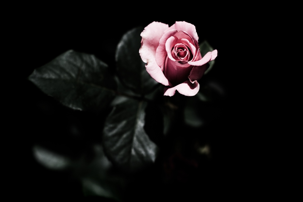 6898583-dark-flower-background